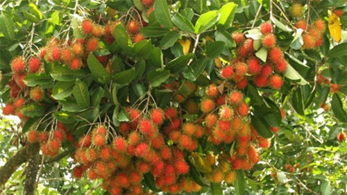 Vietnam to export rambutans to New Zealand