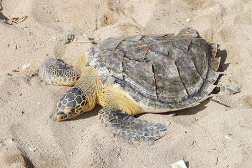 Sea turtles released to the natural environment