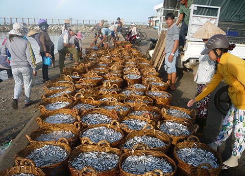 Lagi’s fishermen glad with bumper catch of anchovies