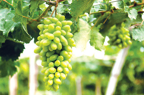 Green grape gardens in Phuoc The become popular tourism product in Binh Thuan