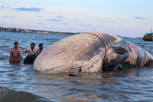 15-tonne dead whale washed ashore near Mui Ne