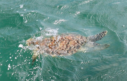 Rare sea turtle rescued in Ba Ria – Vung Tau