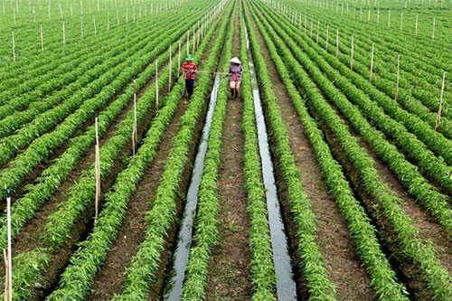 Mekong Delta farmers expand clean veggie, fruit farming area