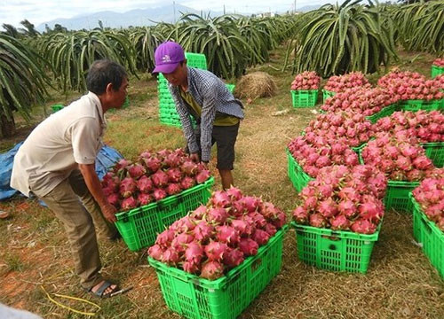 Central Group Vietnam intends to consume 500 tons dragon fruit from Binh Thuan