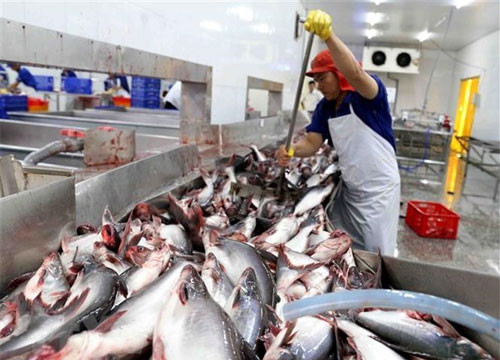 Tra fish export value hits 1.2 billion USD in 10 months