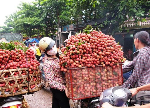 Vietnam becomes second largest exporter of lychees