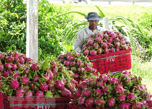 Binh Thuan dragon fruit's geographical indication found in 13 countries and territories
