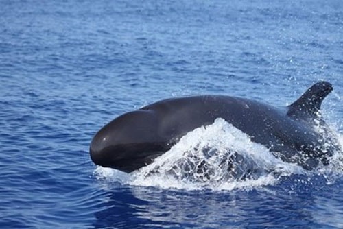 Fishermen bury 3-meter False killer whale washed up on Phu Quy shore