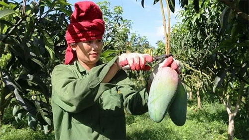 Son La exports first 30 tonnes of mango to the US, Canada and Australia