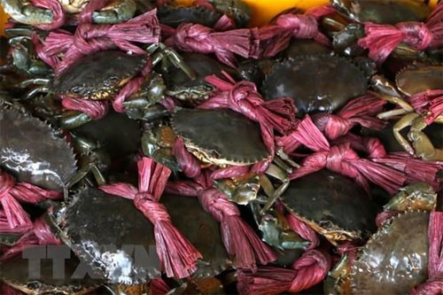 Tra Vinh farmers harvest mud crab for Tet, earn high profit