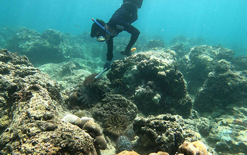 Voluntary scuba diving warriors to save the coral reefs on Phu Quy Island