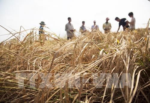 Over 30 million USD for Vietnam to enhance climate resilience