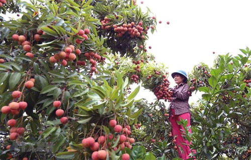 Vietnam to export first batch of litchi to Japan in late May