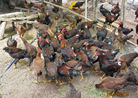 Mô hình chăn nuôi gà thịt an toàn sinh học ở Hàm Tân: An toàn, lợi nhuận cao