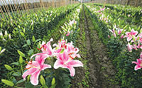Người trồng hoa La Gi: Hy vọng “hốt bạc” trước Tết Bính Thân