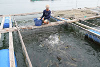 Việc “nhấn chìm” chất nạo vét “khủng” xuống biển: Không chỉ hộ nuôi tôm, người nuôi cá lồng bè cũng đang lo