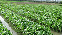 Phú Long: Sản xuất rau an toàn liên kết chuỗi