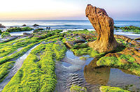 Tuy Phong:Biển Cổ Thạch vào mùa rêu đẹp như thiên đường