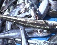Tuy Phong: Cá nuôi lồng bè Vĩnh Tân tiếp tục chết