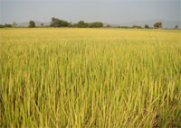 Tánh Linh chủ động nguồn nước tưới 10.500 ha lúa vụ đông xuân