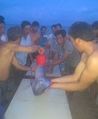 Cá hố dài gần 3m chết trôi dạt vào biển Tiến Thành