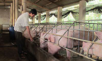 Việc lưu thông, buôn bán và sử dụng chất cấm trong chăn nuôi: Hướng đến giải quyết dứt điểm