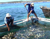 Cá chết hàng loạt tại khu nuôi trồng thủy sản huyện Phú Quý