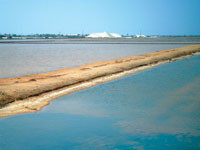 Giải quyết dứt điểm ô nhiễm môi trường của đồng muối Thông Thuận