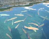 Khu nuôi trồng thủy sản Phú Quý sau 5 ngày xảy ra hiện tượng cá chết