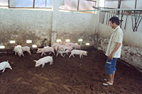 Trung tâm Khuyến nông- Khuyến ngư: Tập huấn kỹ thuật chăn nuôi heo sử dụng đệm lót sinh học