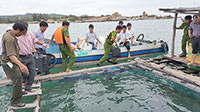 Cá nuôi lồng bè tại xã Tân Thành bị chết: Các hộ nuôi ngoài quy hoạch