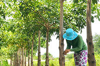 Tuy Phong: Cần quy hoạch vùng trồng trôm