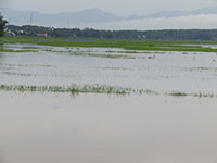 Xã Mê Pu (Đức Linh): Mưa lớn gây ngập lụt, thiệt hại gần 100 triệu đồng