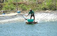 Vụ sản phẩm nuôi trồng thủy sản kiểm nghiệm khống: Người nuôi trồng thủy sản mất phương hướng