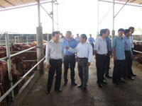 Chủ tịch tỉnh kiểm tra tiến độ dự án trồng cỏ, chăn nuôi bò sữa, bò thịt tại Bắc Bình 