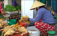 Chợ Phú Thủy: Nhiều cơ sở giết mổ gia cầm hoạt động trái phép