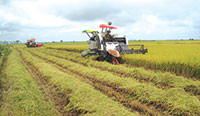 Tánh Linh: Nâng cao hiệu quả trồng lúa qua liên kết sản xuất