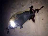 Hải cẩu bị đánh chết ở biển Phan Rí Cửa