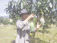 Nông dân Đa Mi (Hàm Thuận Bắc): Chưa vội vì trái cây có thể tăng giá 