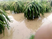 Ngập lụt tại xã sông Luỹ