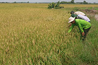 Tánh Linh: Phát triển cánh đồng lúa chất lượng cao