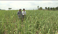 Nông dân xã Tân Phúc quay lại nghề trồng mía đường