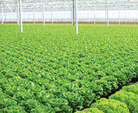 Tháng an toàn vệ sinh thực phẩm: Bất cập, khó khăn trong kiểm soát sản xuất rau, quả an toàn