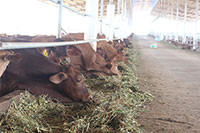 Dự án nuôi bò sữa và bò thịt công nghệ cao tại Bình Thuận: Cơ hội tiêu thụ nông phẩm cho nông dân?
