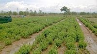 Dự án Phát triển nông nghiệp vùng tưới Phan Rí - Phan Thiết (giai đoạn 2): Tập trung xây dựng kênh mương nội đồng