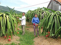 Liên minh HTX Bình Thuận: Liên kết, hợp tác sản xuất, tiêu thụ thanh long