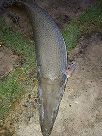 Hàm Thuận Bắc: Giăng lưới trên sông bắt được cá “lạ” giống cá sấu