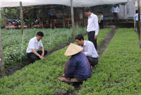 Tân Bình (La Gi): Nhân rộng mô hình tổ hợp tác sản xuất rau an toàn