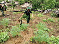 Đồn Biên phòng Tân Thắng: Tiêu hủy hơn 500 kg cây cần sa