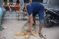 Cứu rùa biển lạc vào khu vực nhà máy nhiệt điện Vĩnh Tân